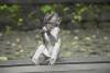 mongkey-forest-bali-guiaviaje-tours (1)