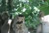 mongkey-forest-bali-guiaviaje-tours (2)